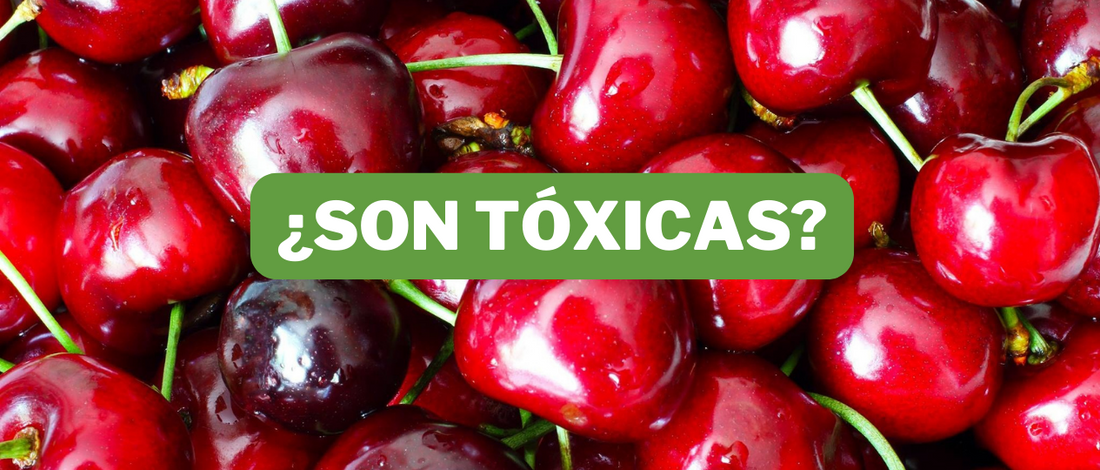 cerezas beneficios