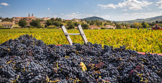 Beaujolais