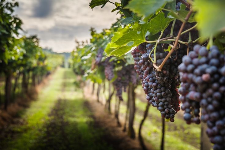 viñedo Siciliano