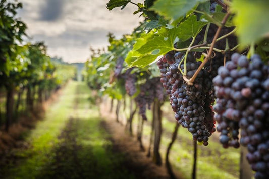 viñedo Siciliano