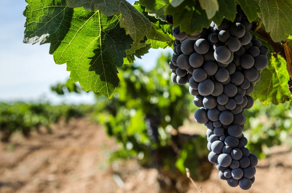 Cómo Hacer Vino: Preparación de mostos y adición de levaduras
