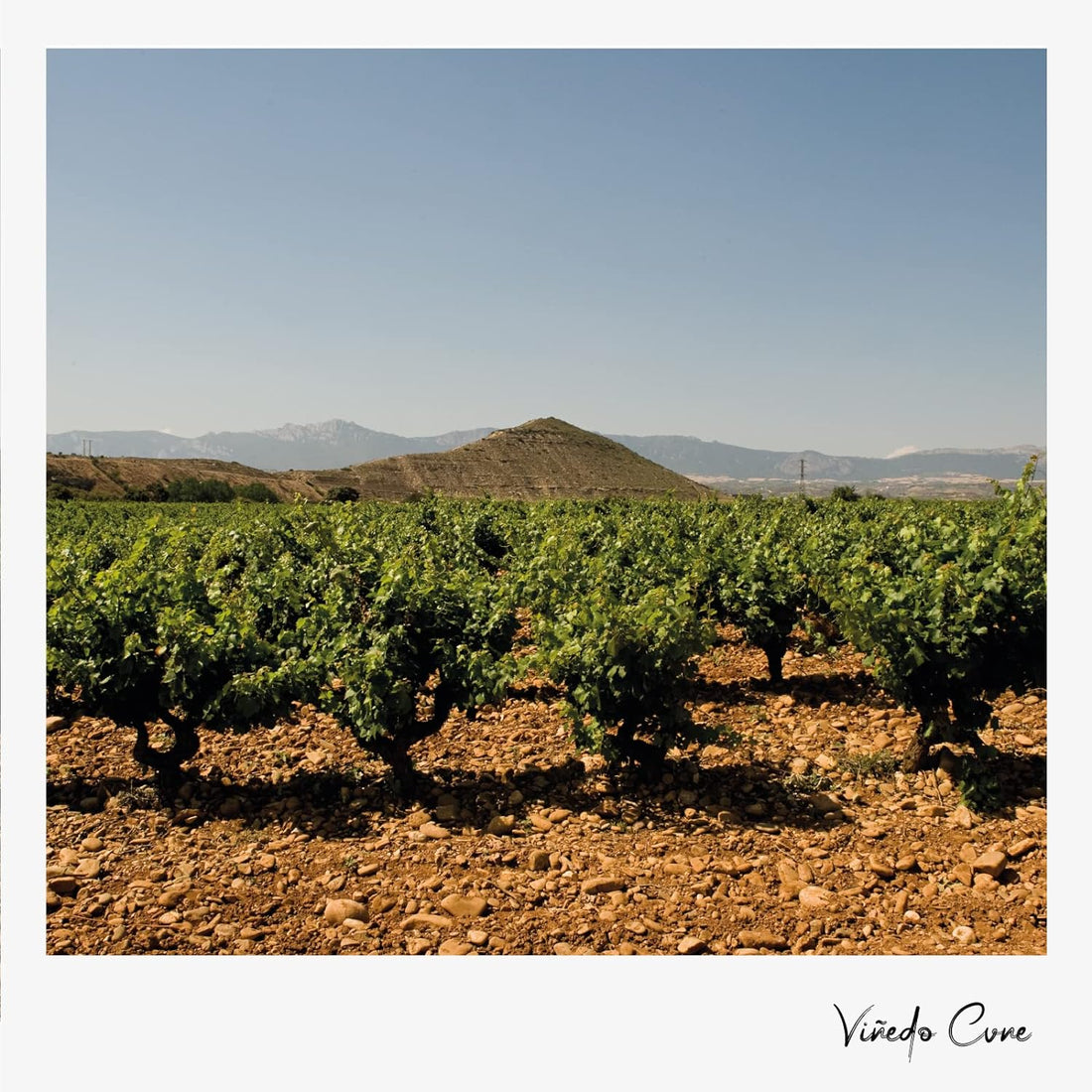 viñedo 